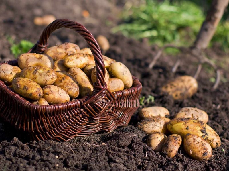 how to grow potatoes 0102 f992a0f47757490192052972030a6946